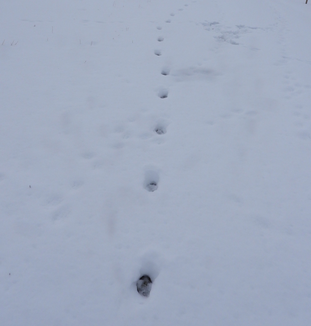 A farkas tipikus zsinórozó nyomképe.jpg